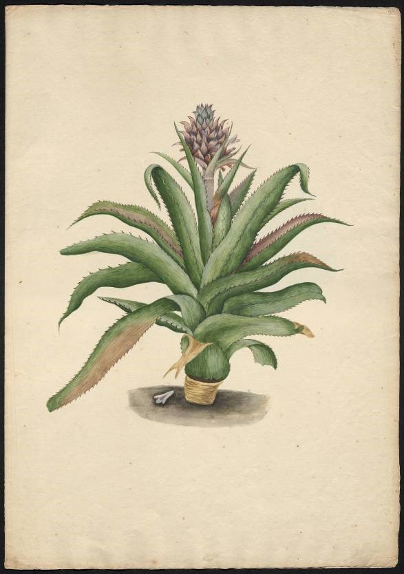 Kolorowe rysunki Anny Renaty Breyne przedstawiające kwitnącego ananasa oraz owoc ananasa.