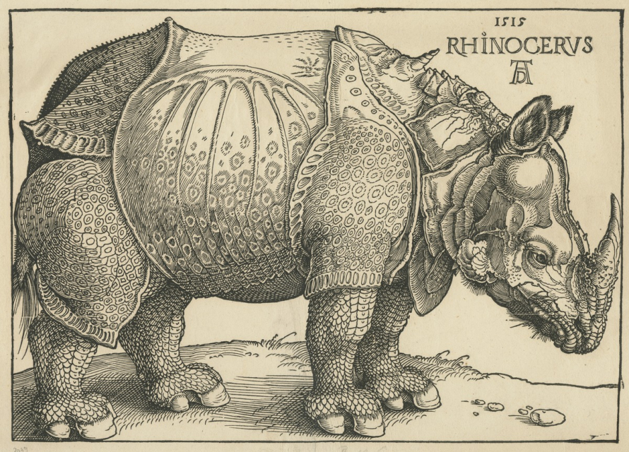 Drzeworyt pt. "Nosorożec" Albrechta Dürera. Zwierzę stoi w miejscu. Pochyla głowę w dół. Ma skórę jak zbroję i spiralny róg na grzbiecie. U góry napis. 